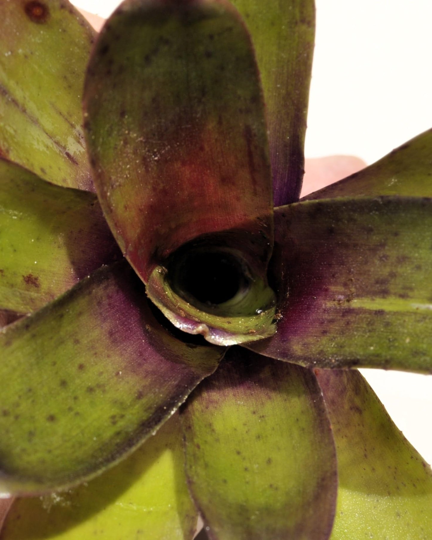 Neoregelia 'Mephisto'; bromelia verde y púrpura, adecuada para terrarios; Curiosarium; altura 12 cm, diámetro 8 cm_4