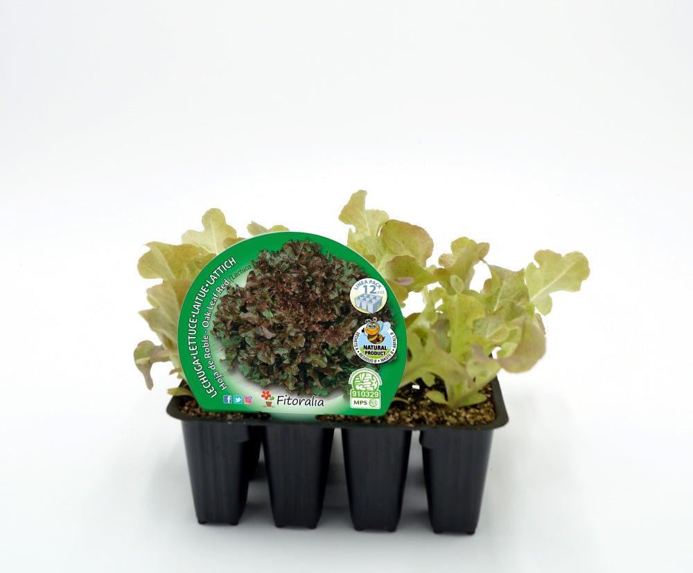 Pack Plantones Lechuga Hoja De Roble 12 Ud. Natural - Fitoralia_0