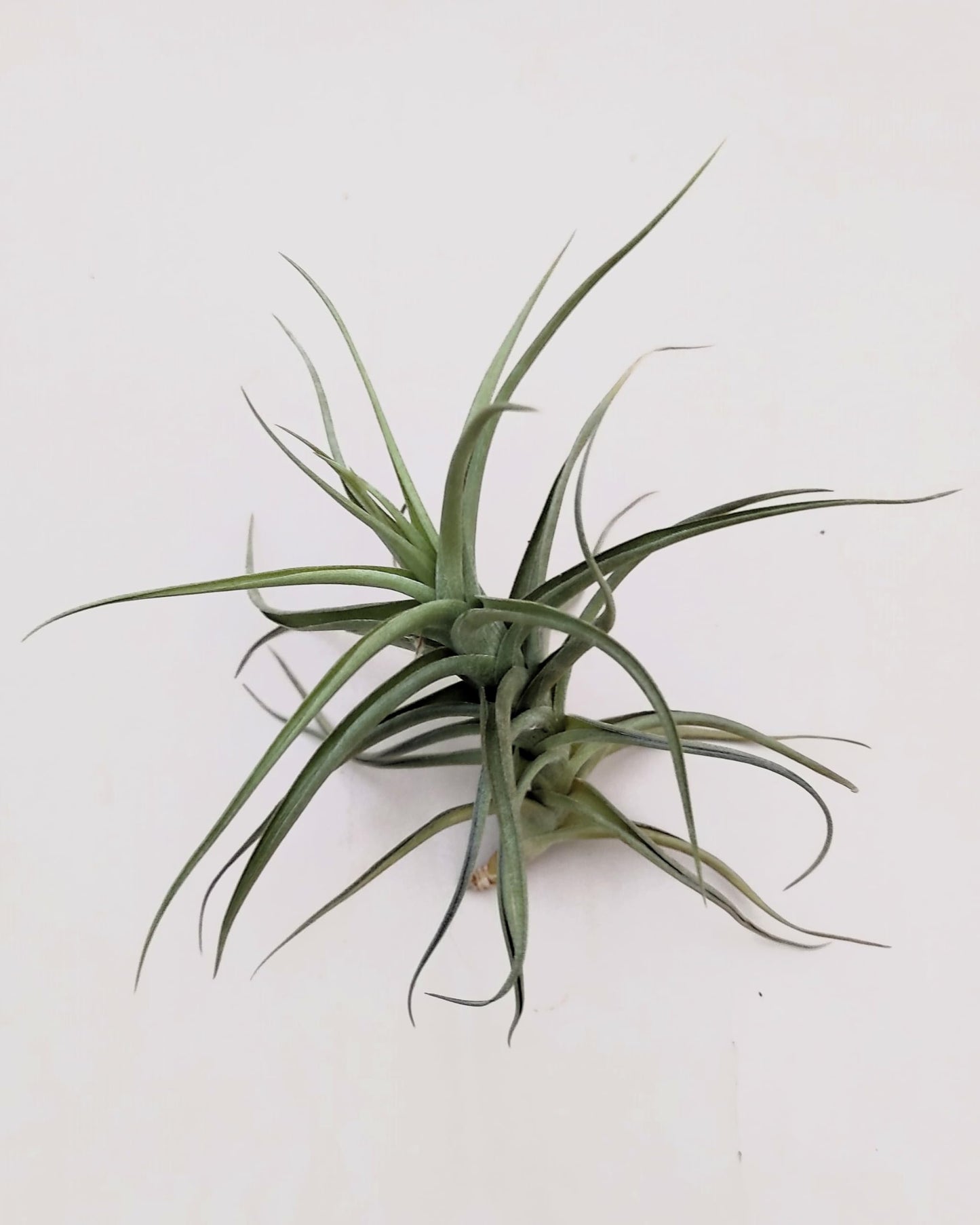 Tillandsia bergeri; planta del aire resistente y de fácil cuidado; Curiosarium; altura 12-15 cm, diámetro 15 cm_3
