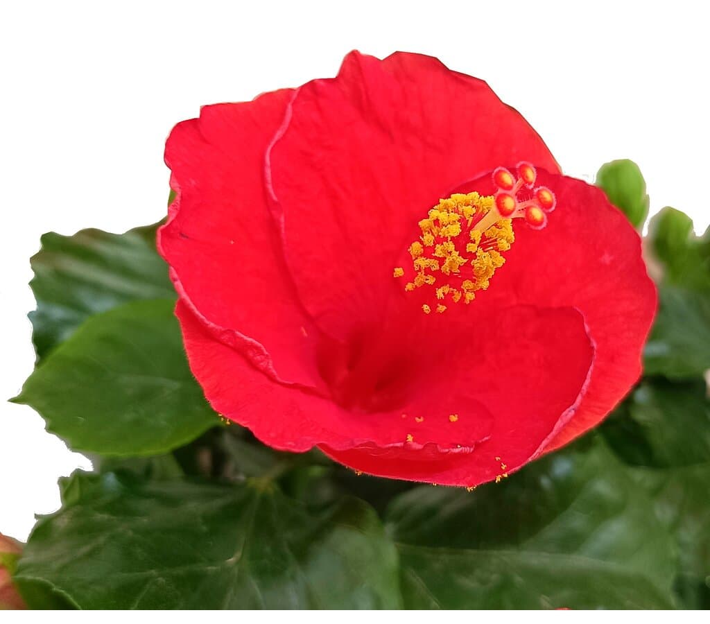 Hibiscus Rosa Sinensis M17 25cm (rosa De China)_4