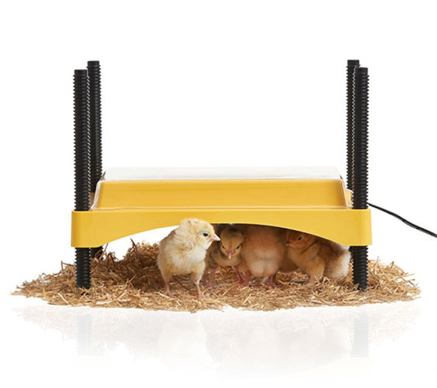 Criadora De Pollitos Brinsea Ecoglow De Bajo Consumo - 12 W - 20 Pollitos_0