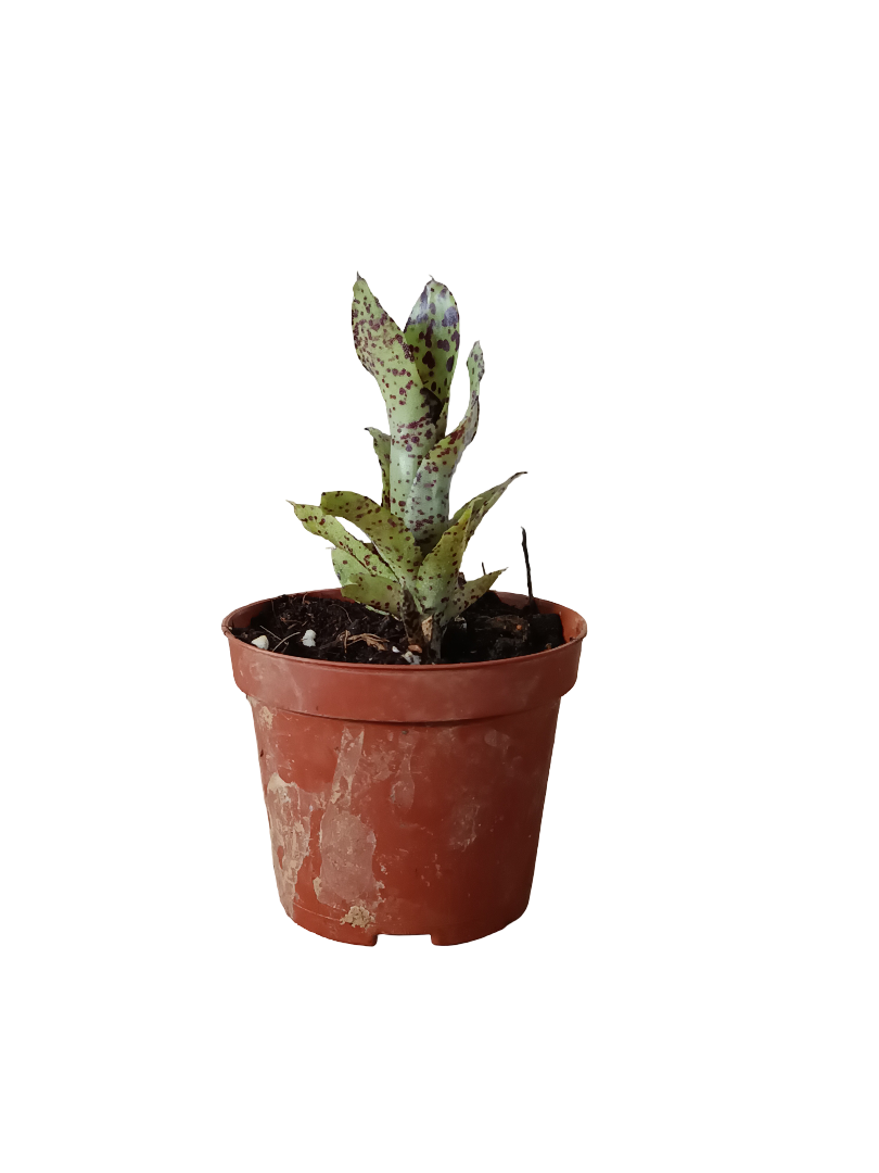 Neoregelia Small Fry Planta Bromelia Para Terrarios E Inteior_0