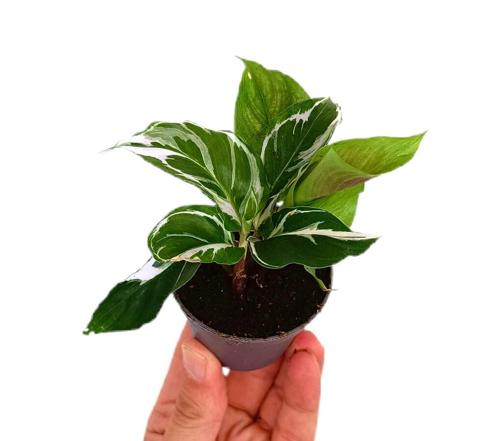 Calathea White Fusion M6_0