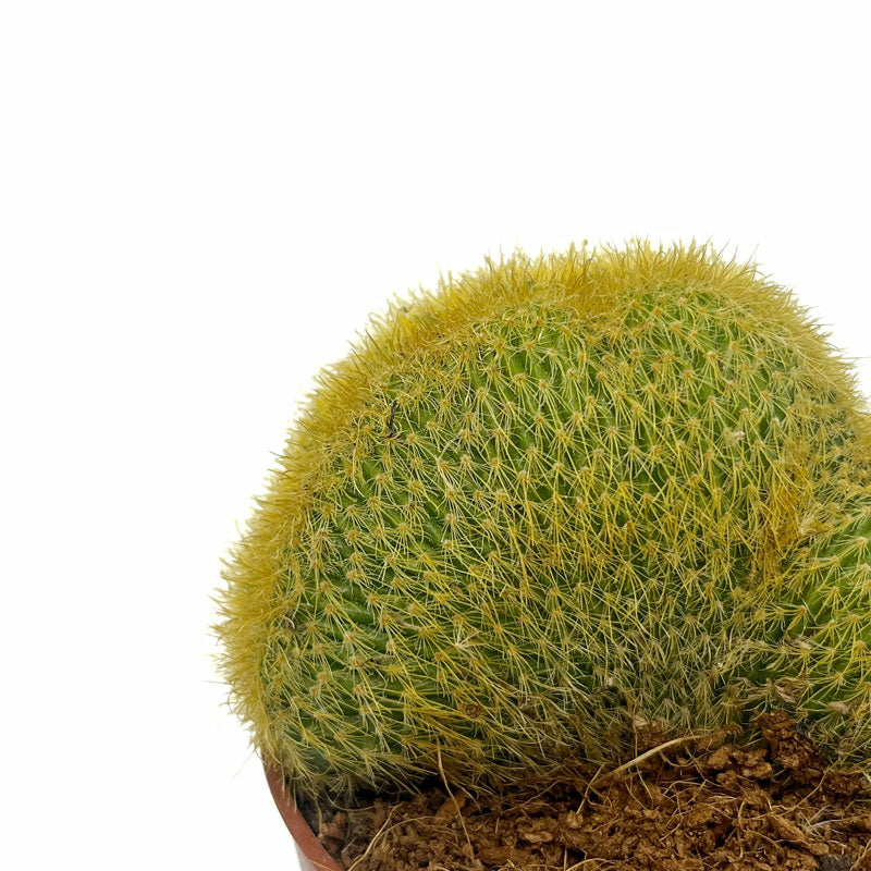 Notocactus Leninghausii Cristata Cactus Y Suculentas M8,5 cm Ø_2