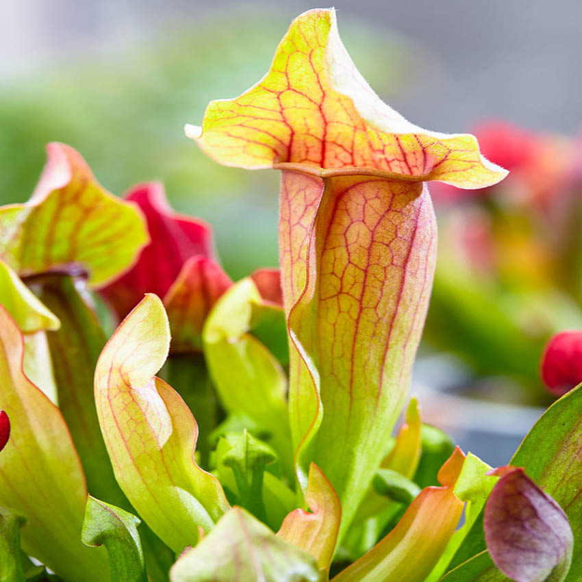 Plantas Carnívoras 6 Sarracenia - Atrapa Insectos_4
