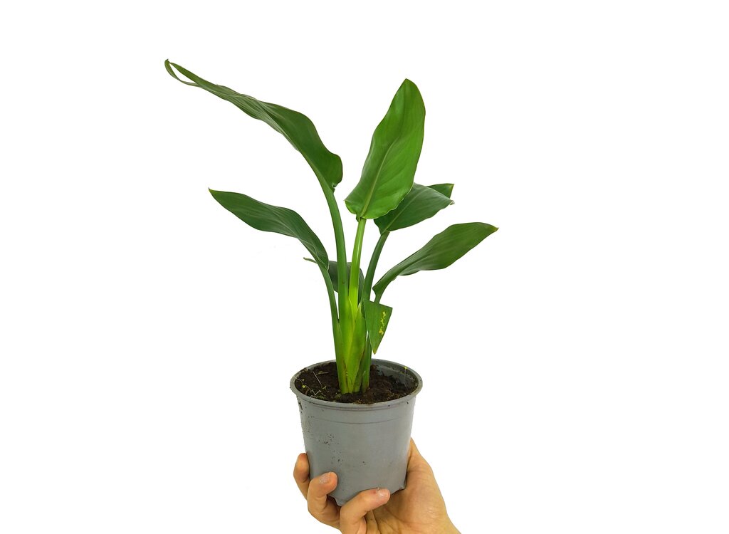 Strelitzia Regina M12 30cm (ave Del Paraíso)_0