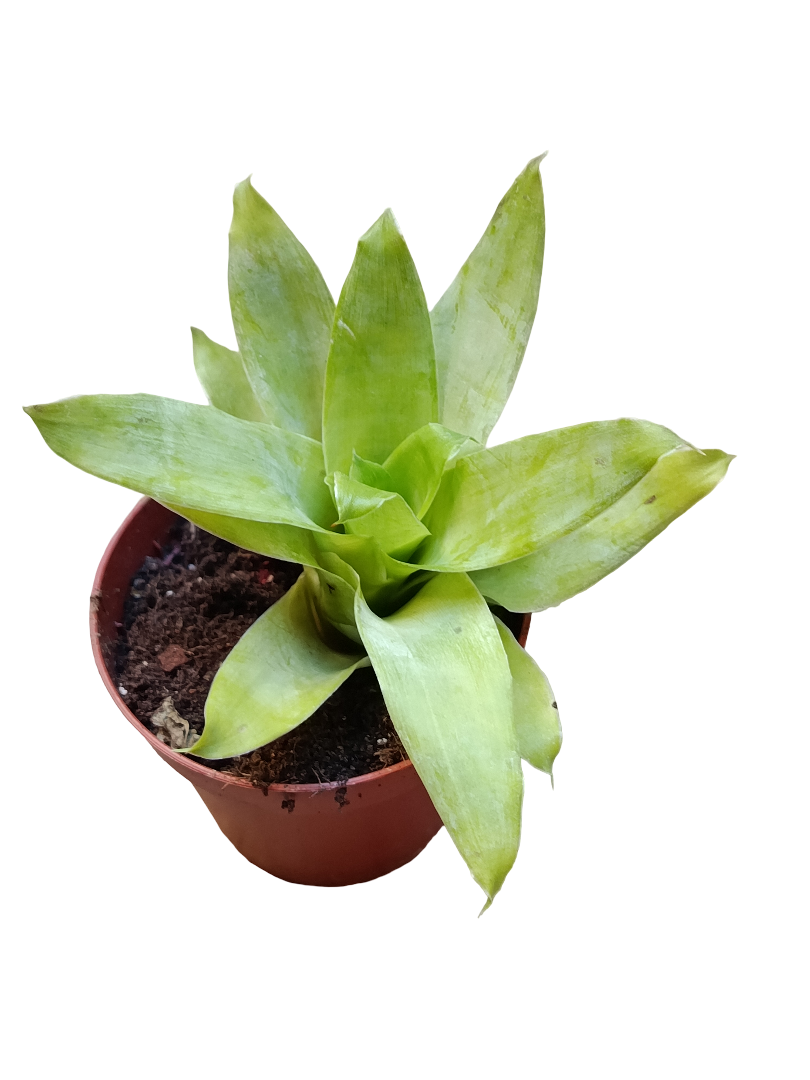 Catopsis Morreana Planta Natural Bromelia_0