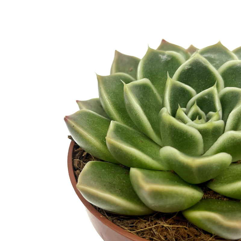 Echeveria Anubis Cactus Y Suculentas M8,5 cm Ø_2