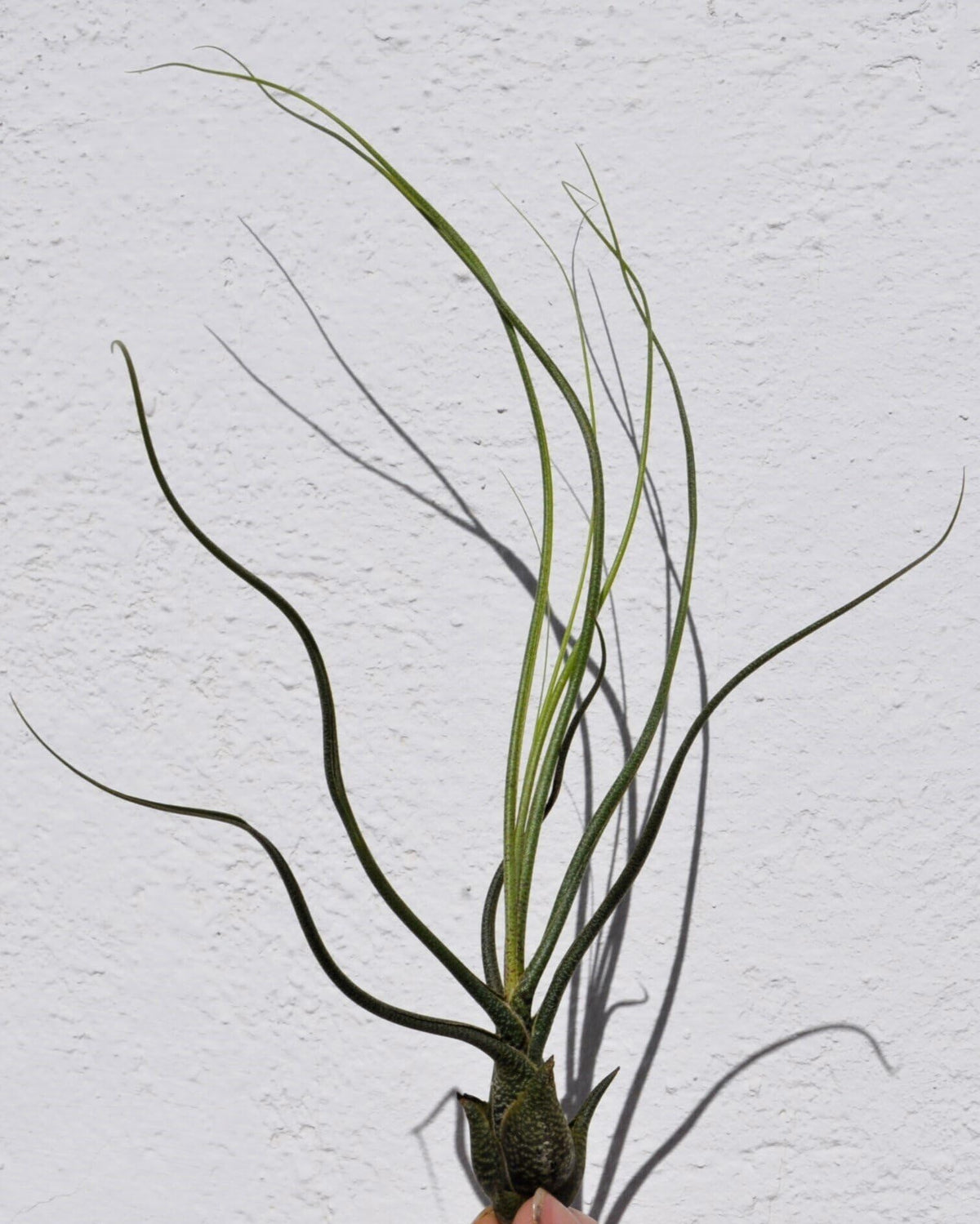 Tillandsia butzii; planta del aire "piel de serpiente"; Curiosarium; altura 15-25 cm, diámetro 10-15 cm_1