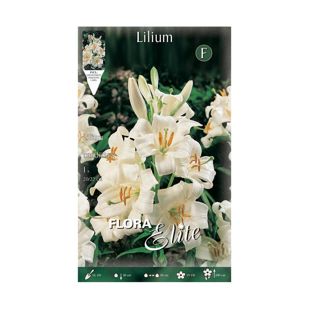 Bulbo Azucena Lilium candicum 1 ud