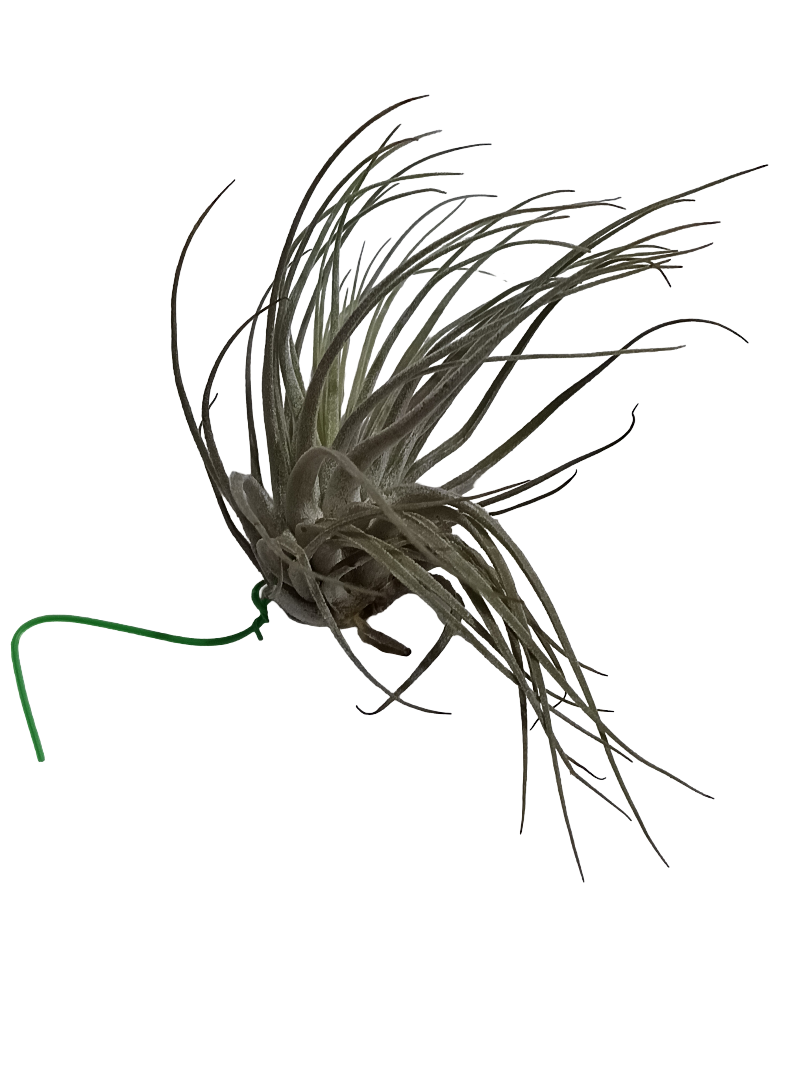 Tillandsia Velickiana Planta Natural Clavel Del Aire_0