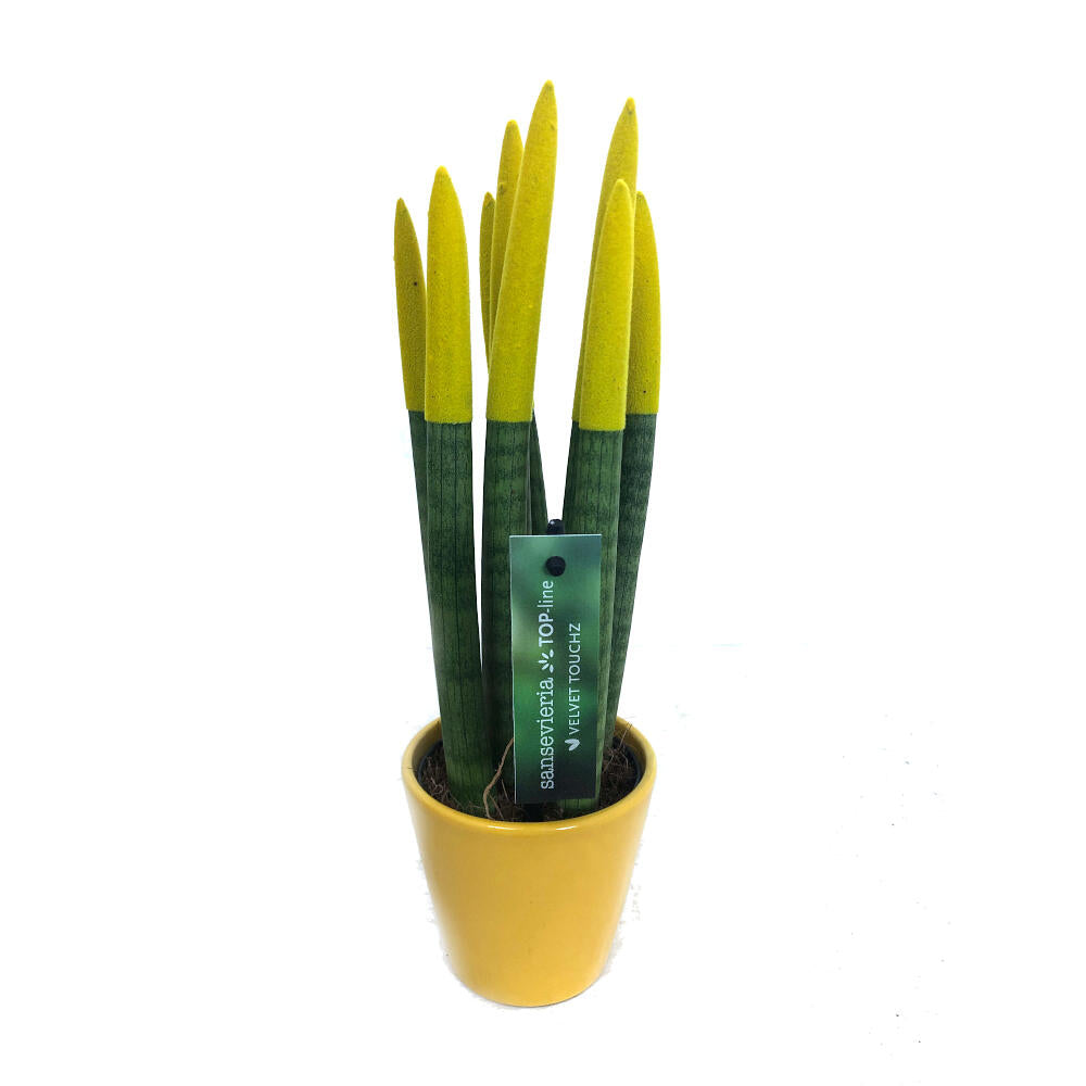 Sansevieria Cilindrica Pintada M8 25cm (lengua De Suegra)_4