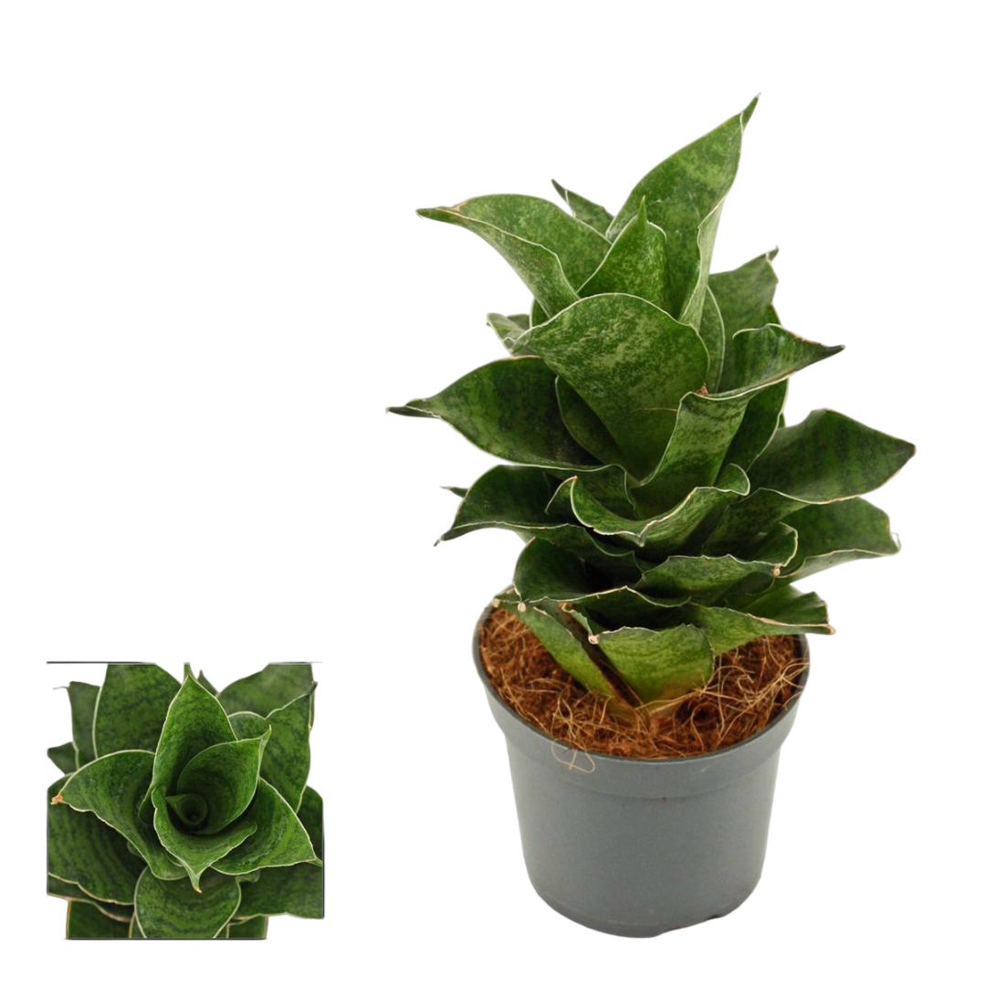 Sansevieria Mahanakorn Planta De Interior Ø6_0