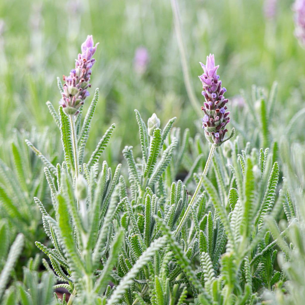 Maceta Lavanda De Hoja Dentada 10,5 Cm - Plantabo_1