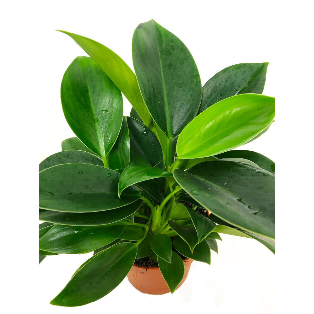 Filodendro Philodendron Green Princes M12 35cm_2