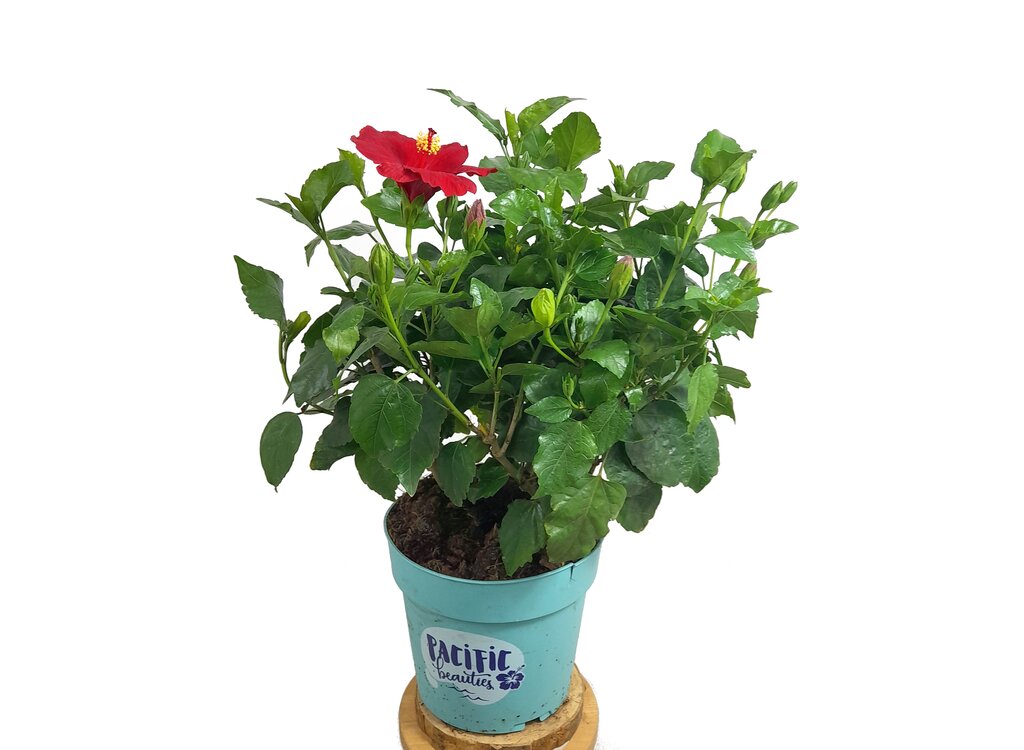 Hibiscus Pacific Beauties M27 40cm_0