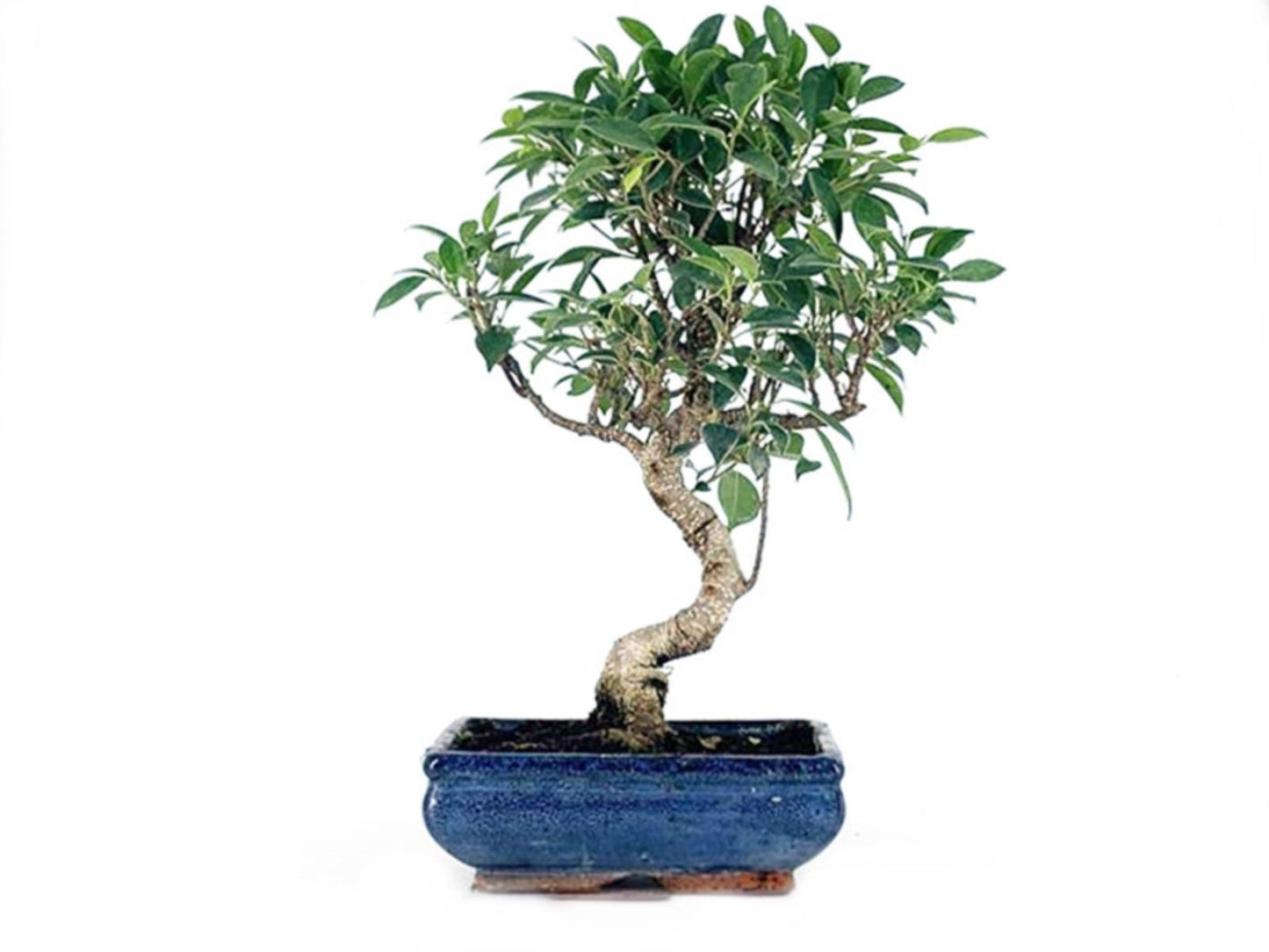 Bonsai Ficus Retusa Tiger Bark - 10 Años_0