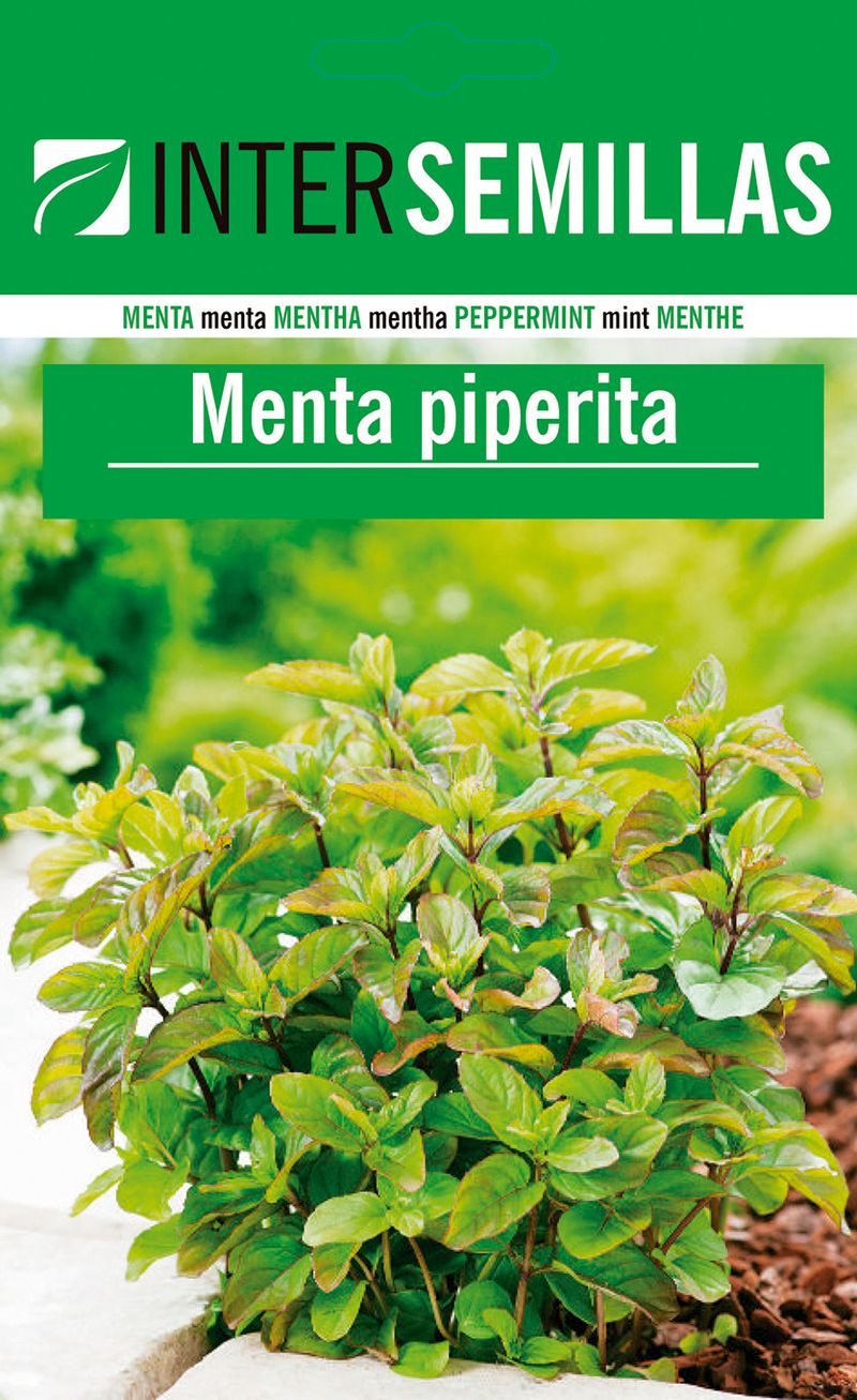 Sobre De Semillas De Menta Piperita_0