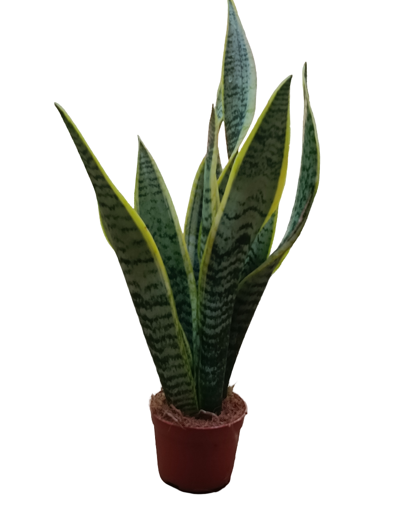 Sansevieria Laurentii Ø9 Planta De Interior Espada San Jorge_0