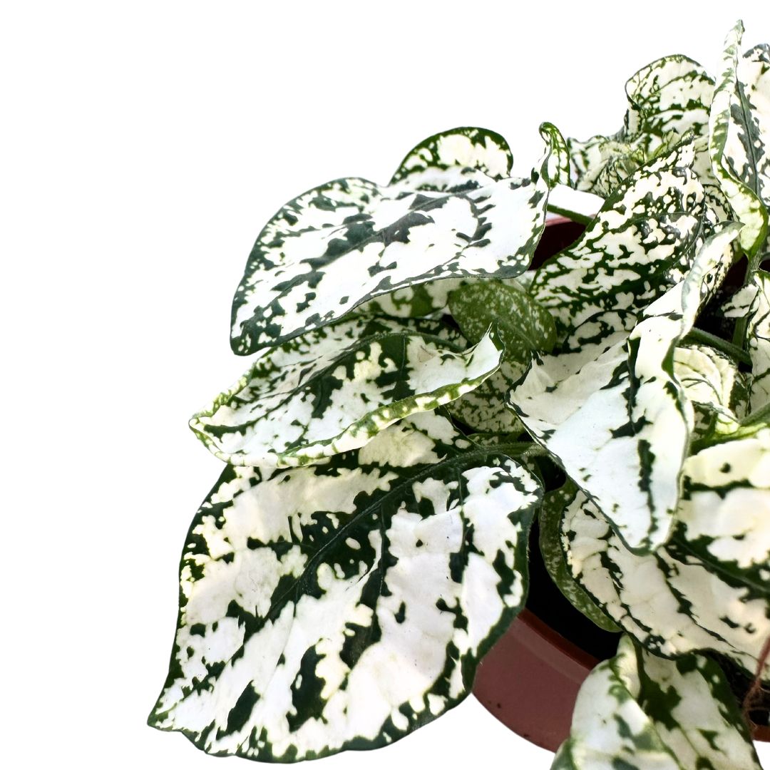 Hypoestes Hoja De La Sangre_1