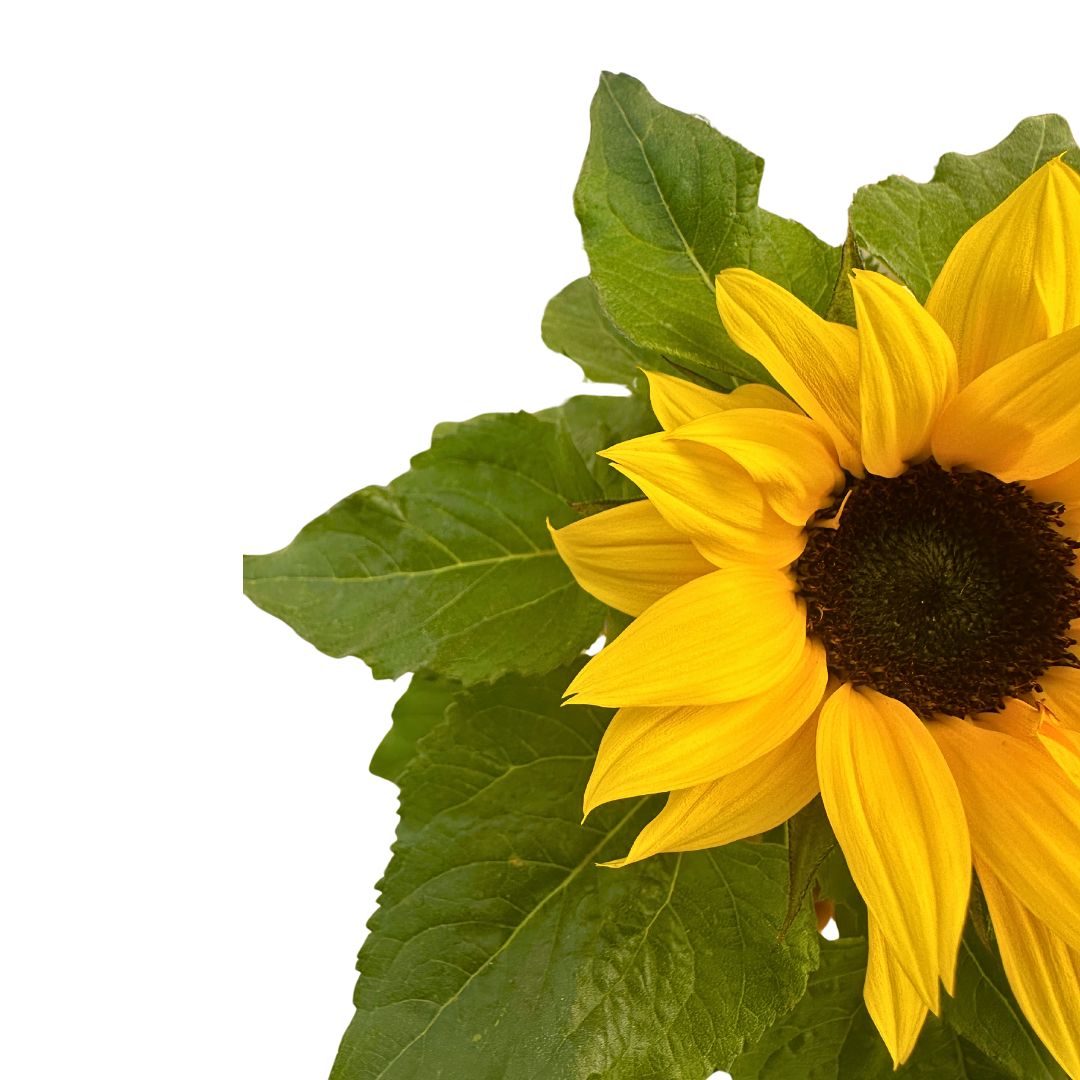Girasol Ornamental En Maceta M14: La Flor Más Demandada Para Tu Jardín M14_1
