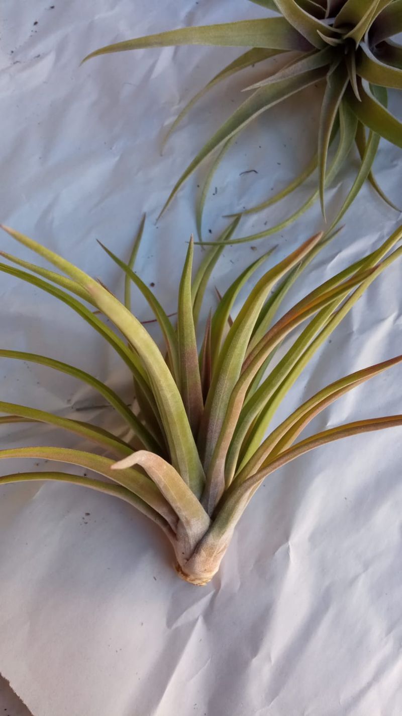 Tillandsia Velutina Clavel Del Aire Tillandsias_0