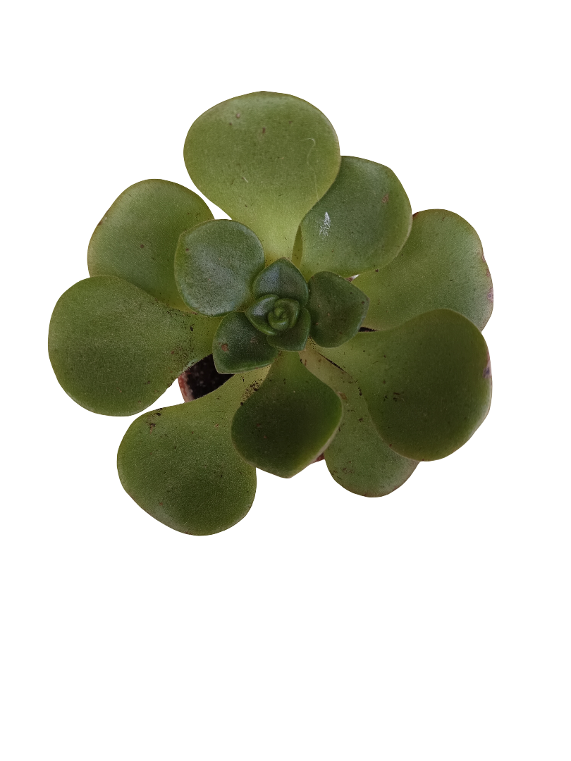 Aeonium Lily Pad Planta Suculenta Ø5_0