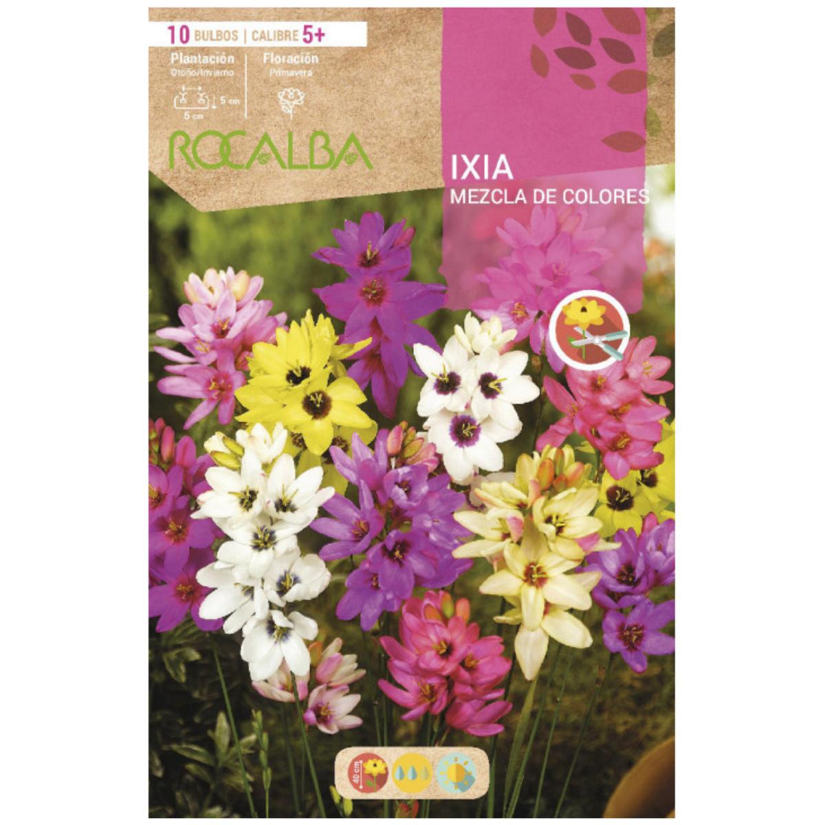 Bulbo Ixias mezcla 10 uds Rocalba