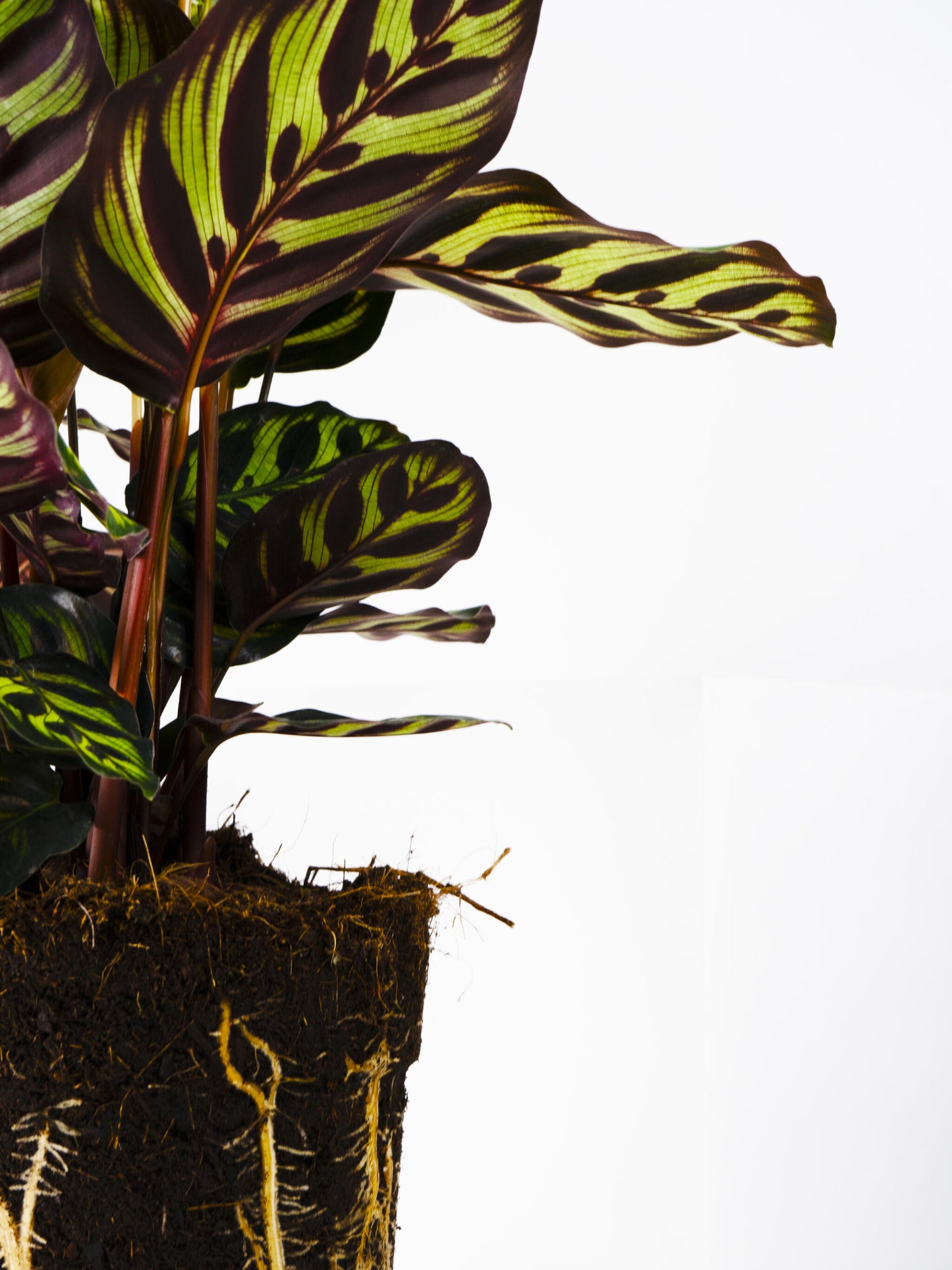 Calathea Makoyana_4