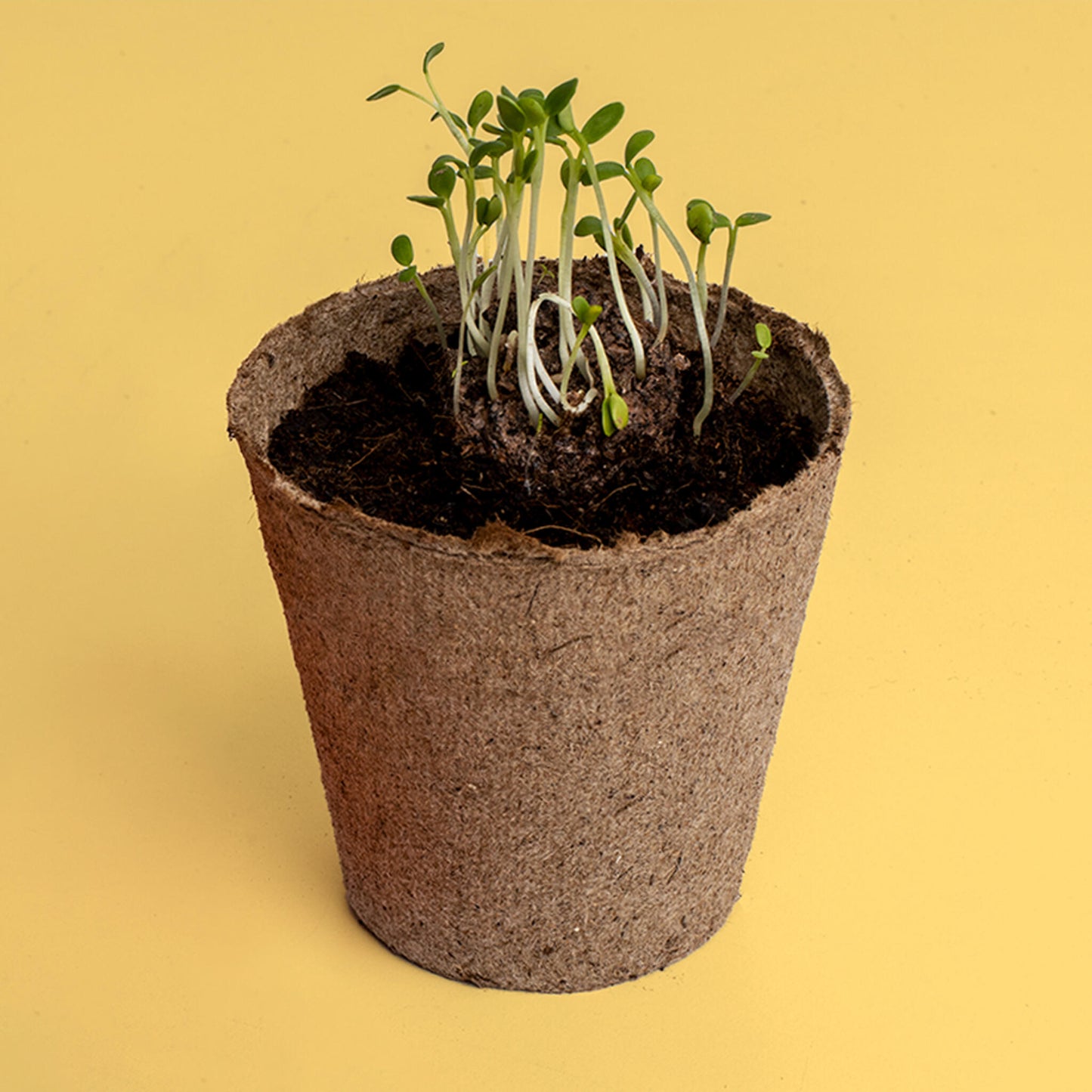 Kit de Cultivo Urban Flowers Amarillas Alhelí Dorado, Hinojo y Meliloto | Semillas para Interior y Exterior - Resetea_2