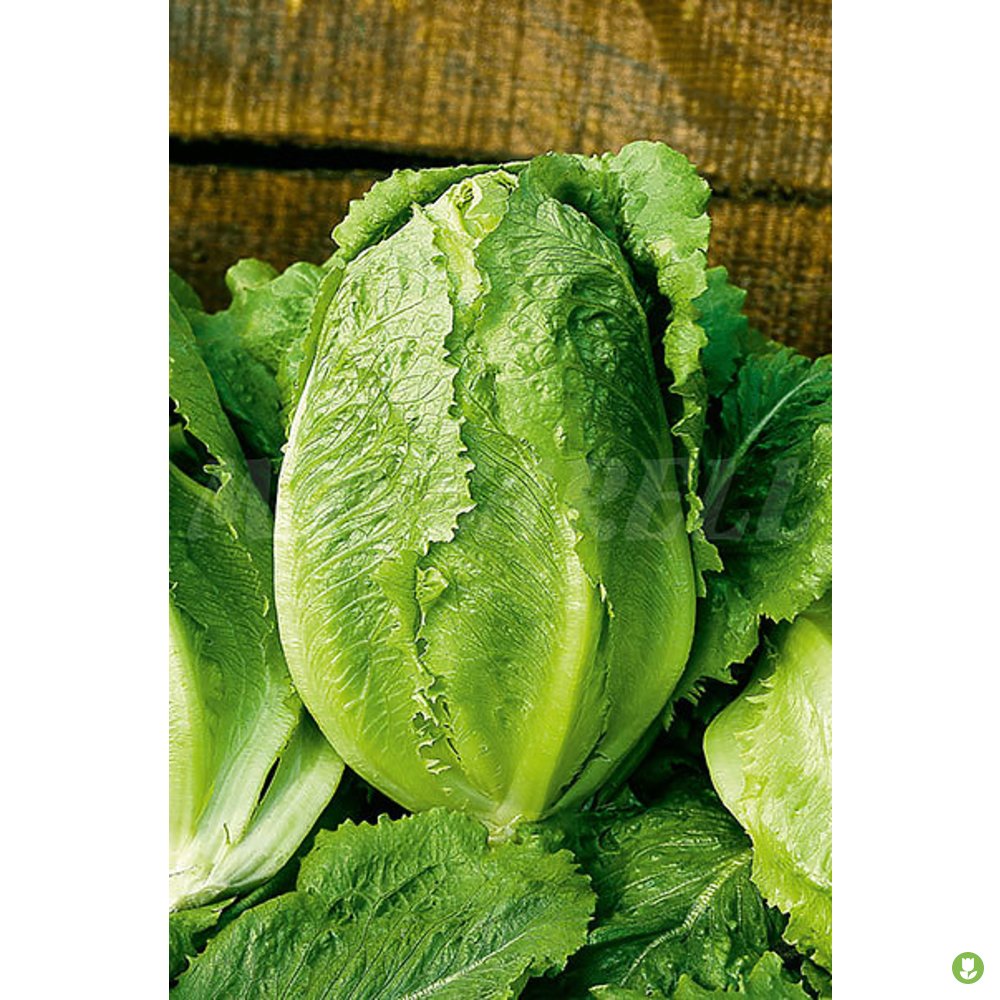 Semillas Lechuga (maravilla De Verano) 6gm_0