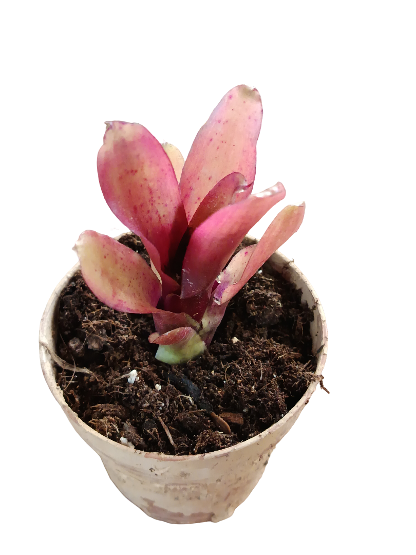 Neoregelia Mephisto Planta Bromelia Para Terrarios E Inteior_0