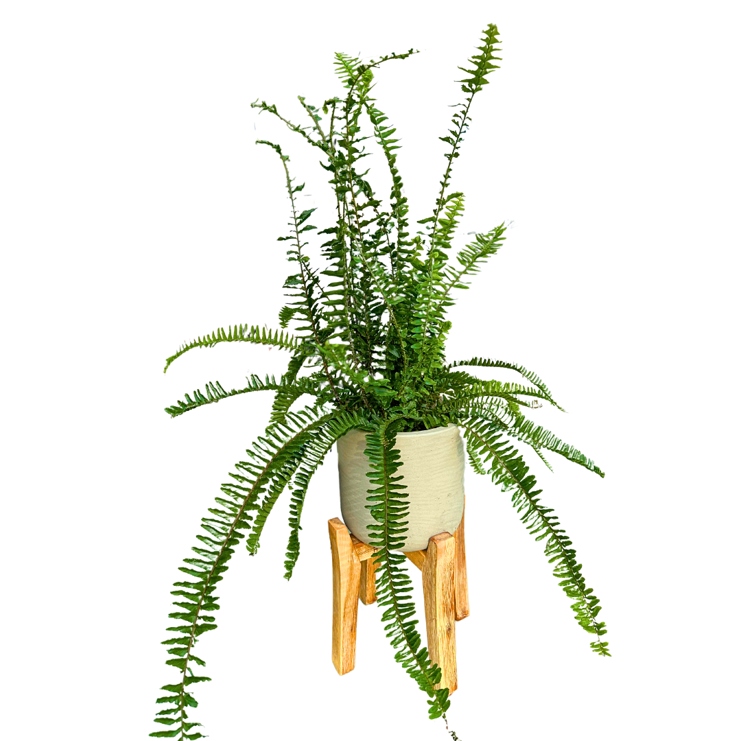Helecho Nephrolepis Cordata O Helecho Espada El Helecho Más Común Y Resistente M14_0