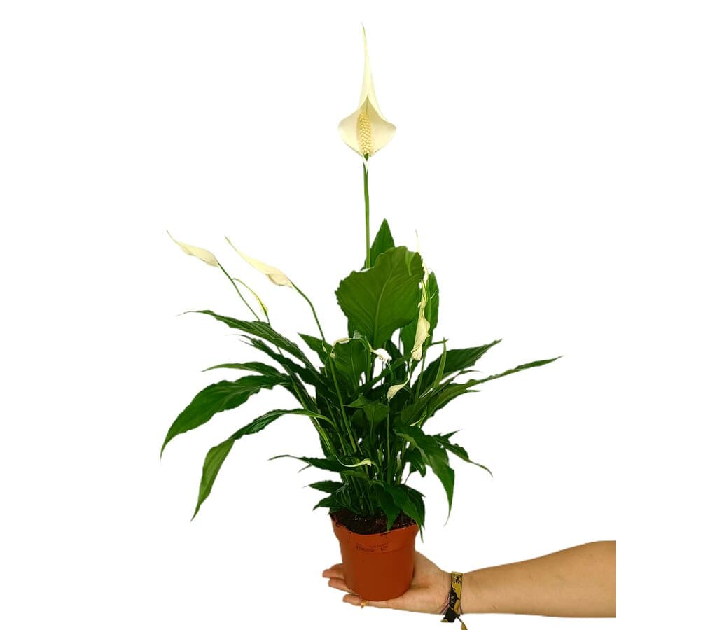 Spathiphyllum M13 50cm (cuna De Moisés)_0