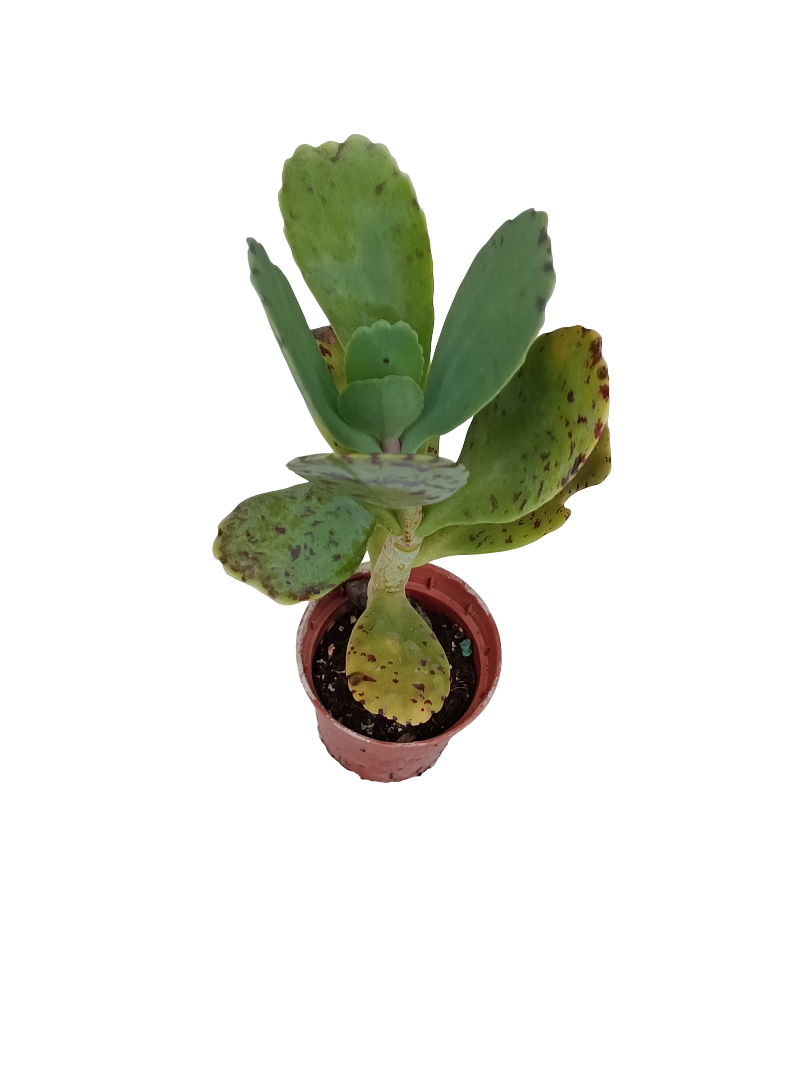Kalanchoe Marmorata Planta Suculenta Ø5_0