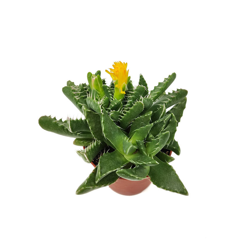 Faucaria Felina Cactus Y Suculentas M8,5 Cm Ø_1
