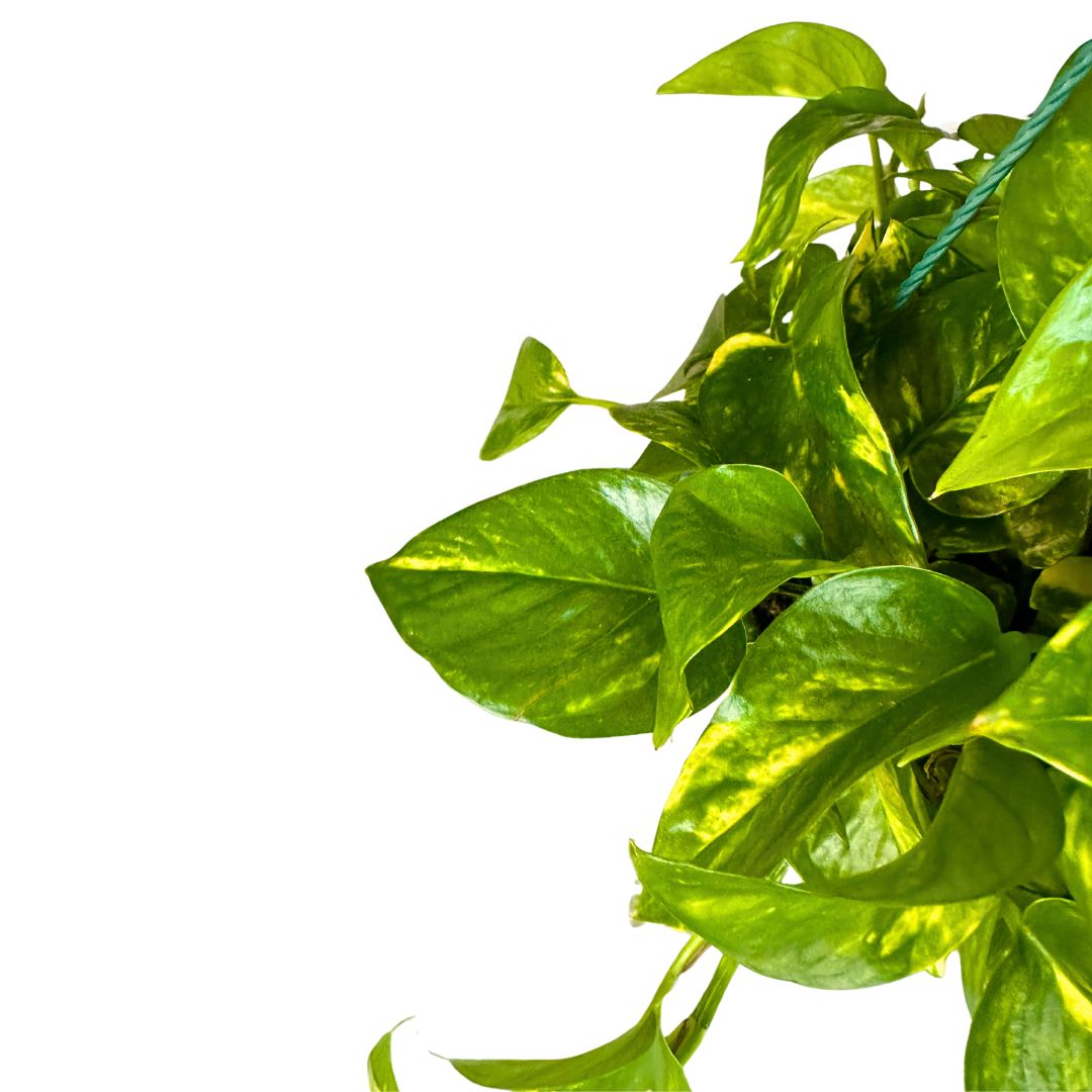 Pothos Colgante Planta De Interior Muy Resistente (epipremnum Aureum) Maceta 12cm_1