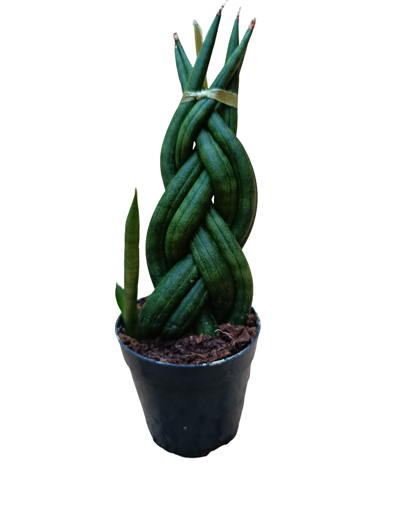 Sansevieria Twist Mini Ø6 Planta De Interior Muy Resistente_0