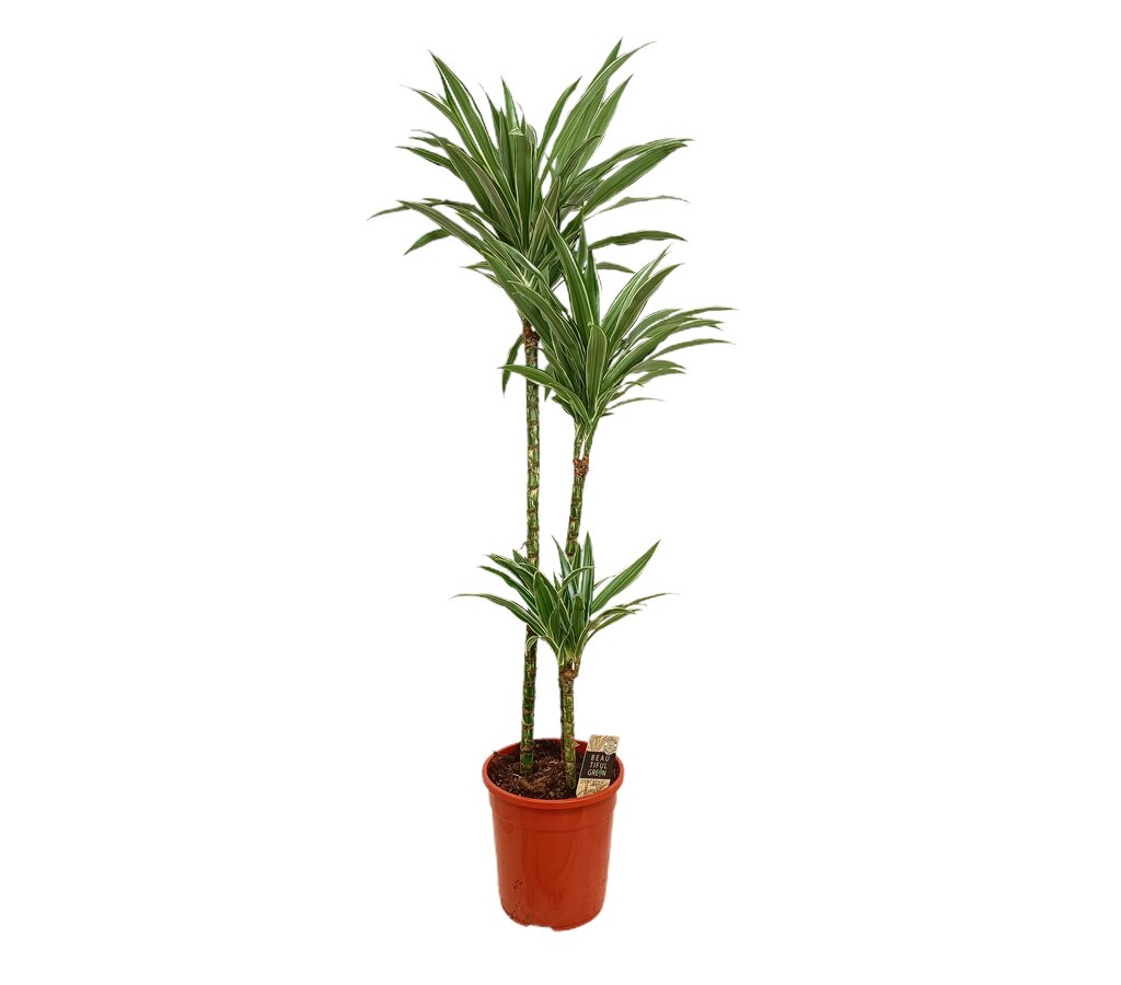 Dracena Warneckei 3 Troncos 90-60-30 M24 130cm_0