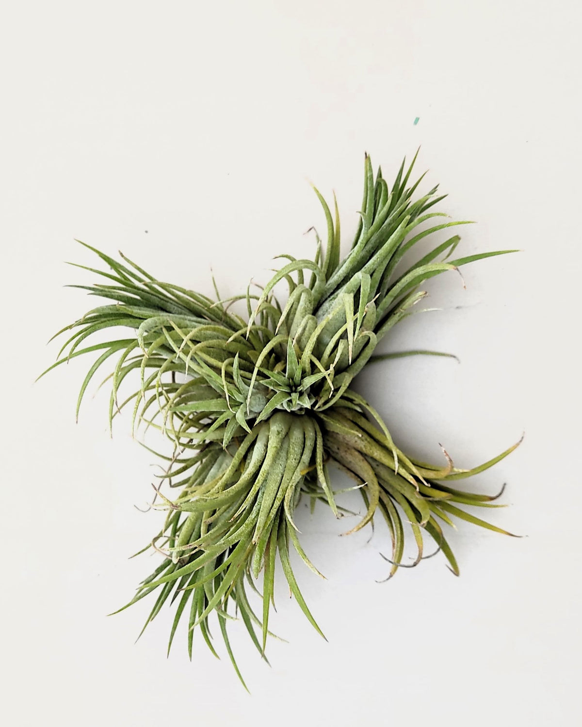 Tillandsia ionantha rubra "clump"; planta del aire, mata de plantas; Curiosarium; altura 10 cm, diámetro 15-18 cm_5