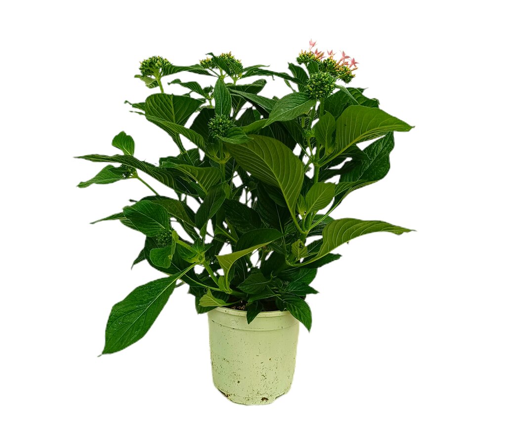 Pentas Lanceolata M17 40cm_0