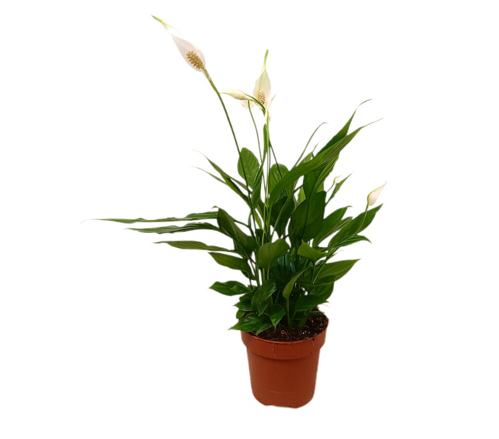 Spathiphyllum Alana M12_0