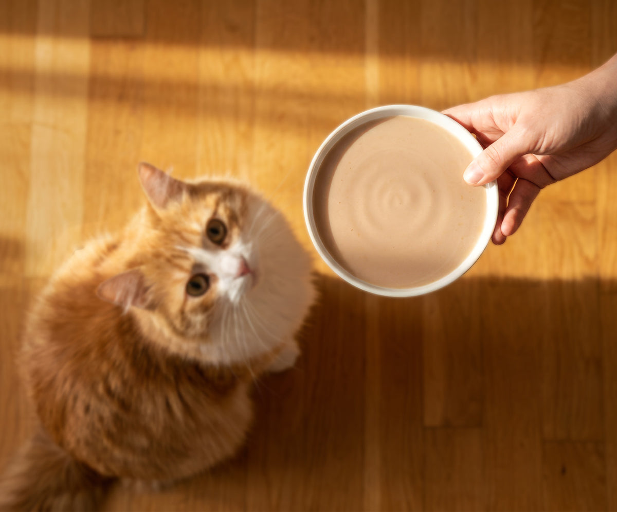 Sopa Cremosa para Gatos Creamy Bisque Pollo e Hígado Catit 4 x 40 g