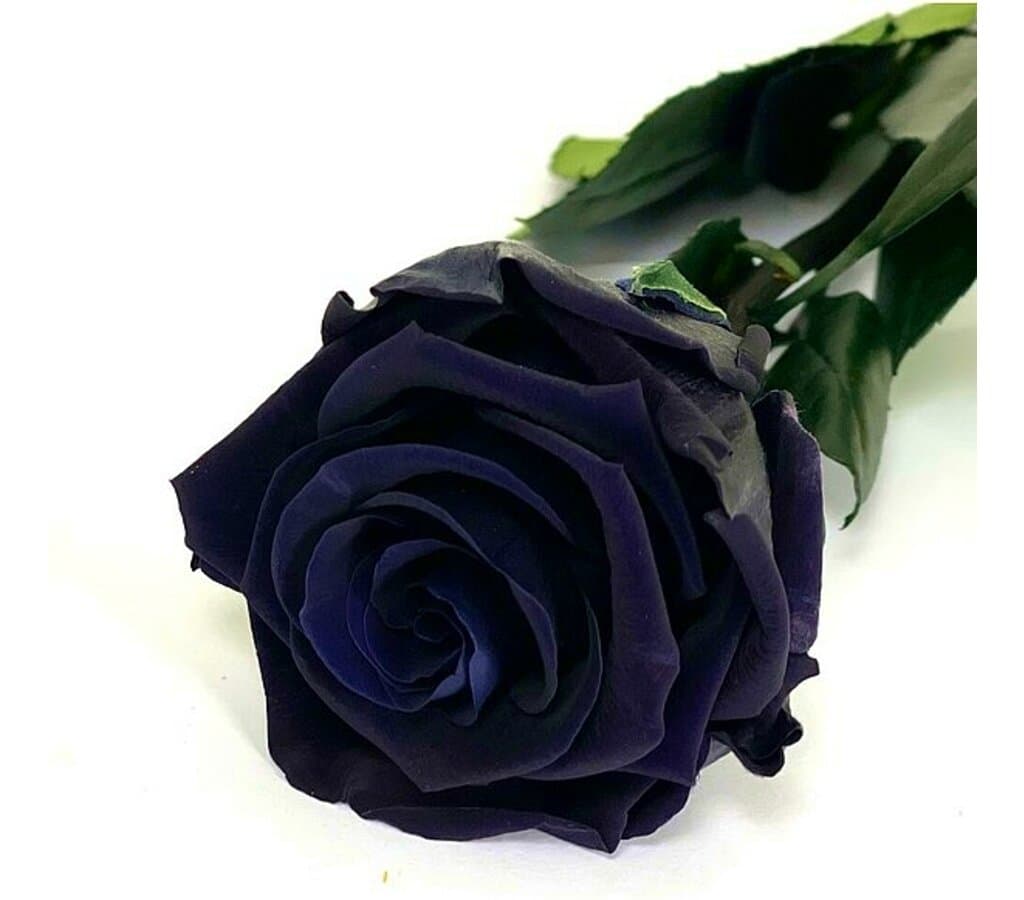 Mundo Eterno Rosa Preservada Negra 25cm_0
