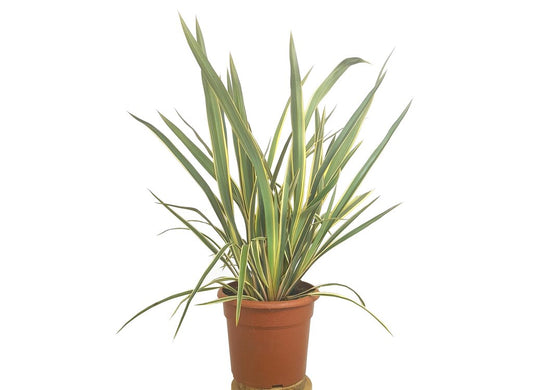 Phormium Tenax Variegata M25 70cm_0
