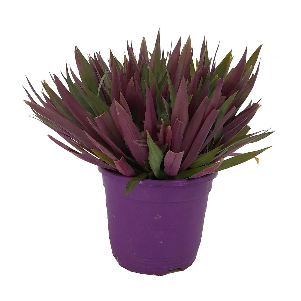 Tradescantia Spathacea M22 35cm (maguey Morado)_0