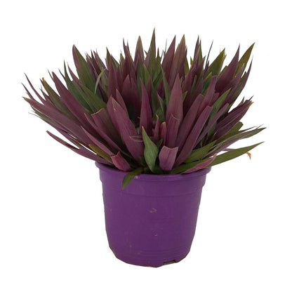 Tradescantia Spathacea M22 35cm (maguey Morado)_0