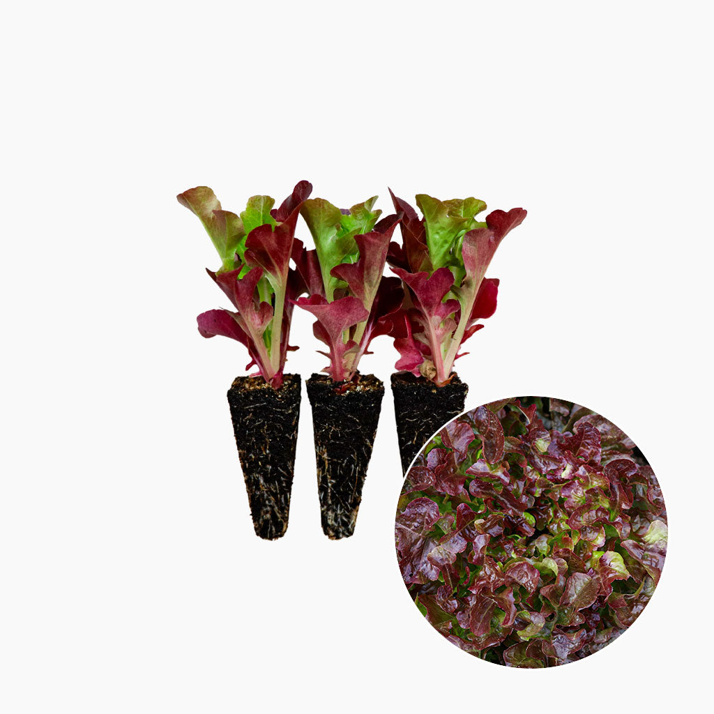 Plantón Lechuga Hoja De Roble Roja 3 Unidades - PlantaBo_0