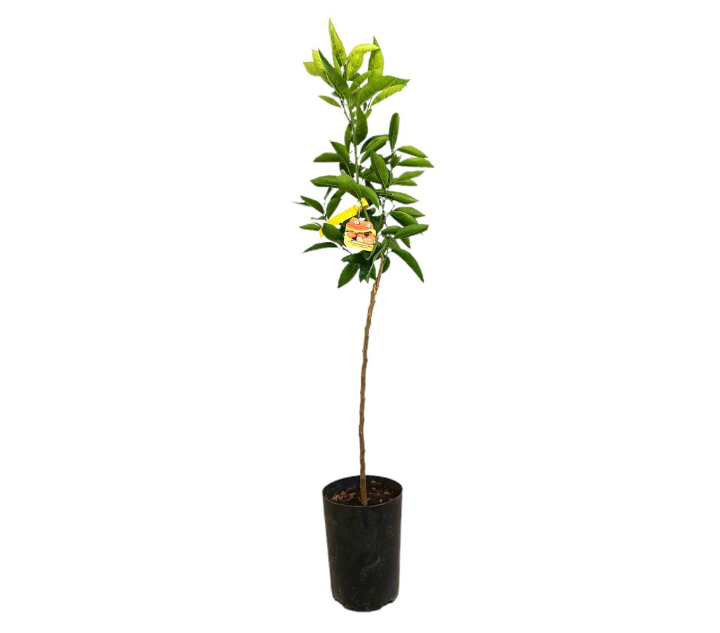 Mandarino Clementino Tb20 120-150cm_0