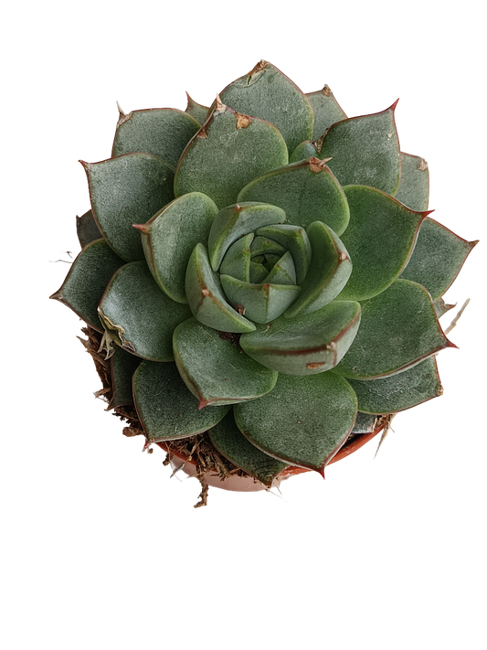Echeveria Fabiola Planta Suculenta Ø5 Cms_0